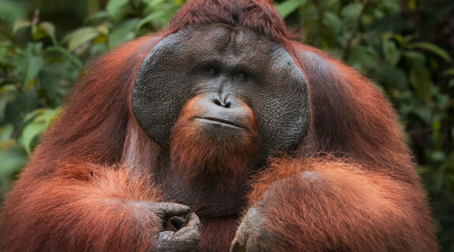 pexels-florian-kriechbaumer-1479976889-26926253